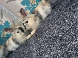 Beautiful baby female lionhead