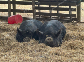 Kune Kune Girls