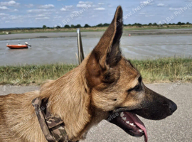 Beautiful german shepherd