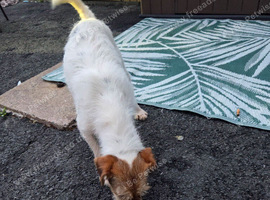 Jack russell bitch