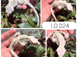 Male crested geckos