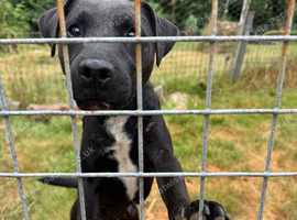 Patterdale X