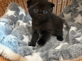 Gorgeous BSH Scottish Fold & Straight Kittens