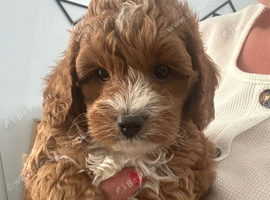 toy cavapoo 1 little boy left