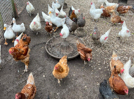 Chicken mixture of breeds