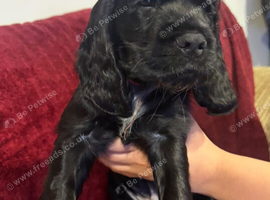 Beautiful Cocker spaniel puppies