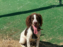 Springer Spaniel