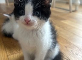 Kitten 9 weeks for sale