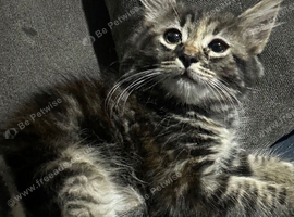 Female kitten