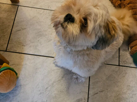 Could you love this beautiful boy?
