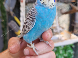 4 blue chicks and 1 green adult male
