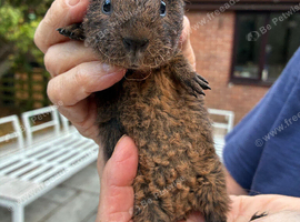 Cavies available