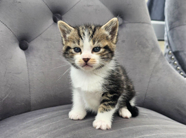 American short hair kittens for sale