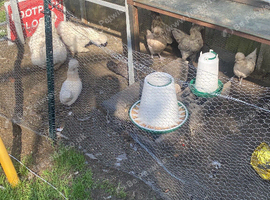 Chicken