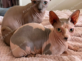 Piggy & Cruella. 3 year old Bonded male and female