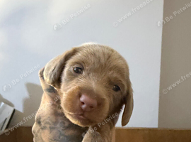 5x isabella & tan miniture dachshunds