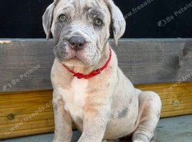 Hybrid mastiffs