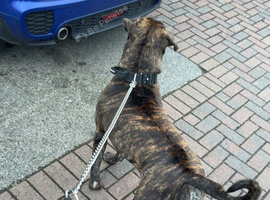 Male Staffordshire bull terrier for sale