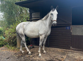 Monty 17.2 8yo Irish sports x warmblood