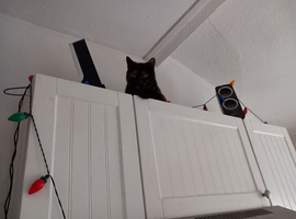 Young female needs good home