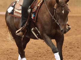 Fancy 2020 AQHA/APHA mare