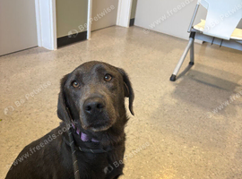 Labrador female