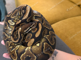 Pet Only Ball Pythons