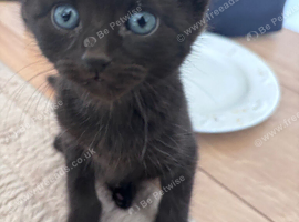 kittens 9 weeks old