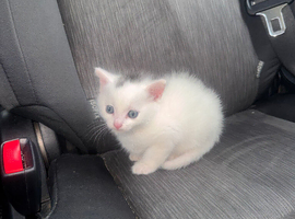 artic curl british shorthair mix Girl for sale
