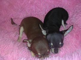 Small Chihuahua puppies 1 girl 2 boys vaccinated girl &pound;750.00 Boys &pound;650.00