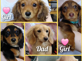 Longhaired Mini's️ - Beautiful Temperments