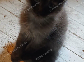 12 week old male Maine coon