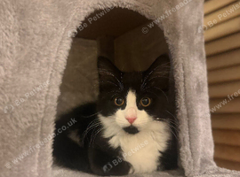 Black and white snowshoe kitten
