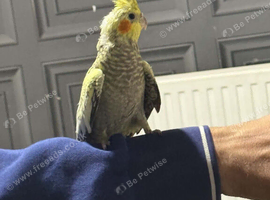 4 Month Old Cockatiels Pearl, Grey, Grey & White