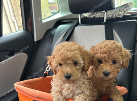 Ready now: KC toy poodles