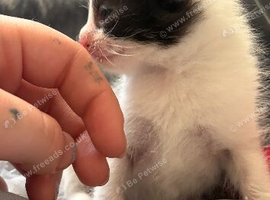Last kitten