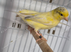 Waterslagger hen