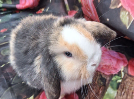 Mini lop babies