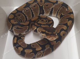 Royal python hatchlings