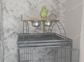 Beautiful green ringneck parrot