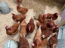 Laying hens