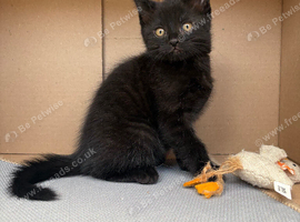 Beautiful playful kitten looking for his forever home