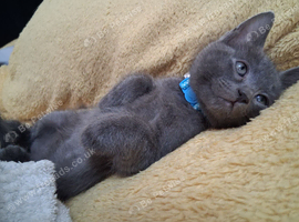 2 x beautiful beautiful grey kittensn still available reserve now