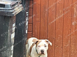 Staff x cane corso 2 years old collection cullompton only