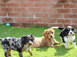Beautiful Cockerlierpoo puppies for sale