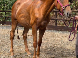 Ginger Nut - 16'2 Quality NH Stamp