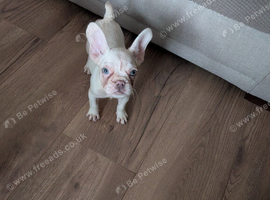Beautiful french bulldog puppy