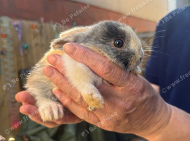 Rex lop ear boy for sale