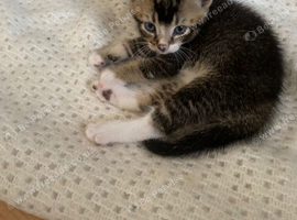 For Sale.  4 Bengal/Tabby kittens