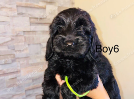 Adorable cavapoo puppies
